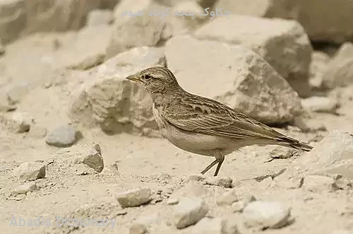 چکاوک پنجه کوتاه هیوم